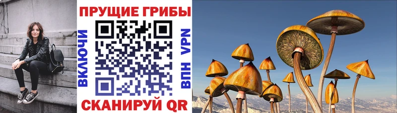 Псилоцибиновые грибы Cubensis  блэк спрут ONION  Верхний Уфалей 